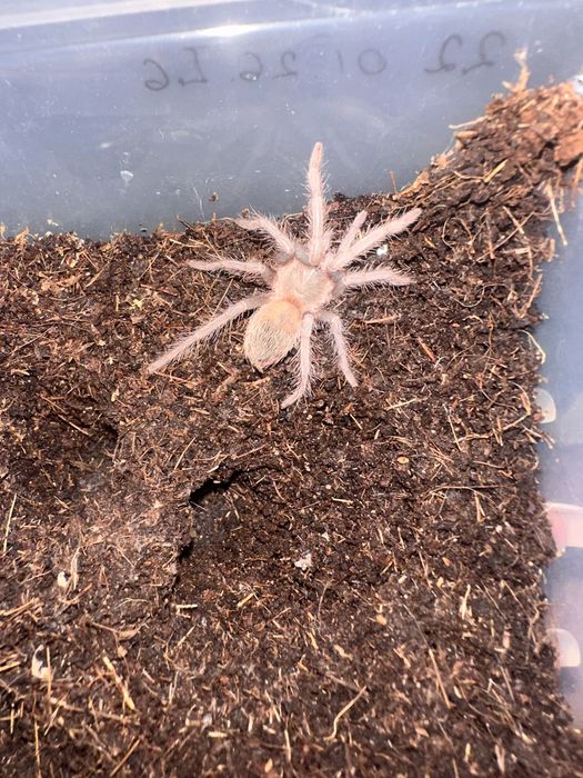 Паук птициед  Lasiodora parahibana  7 линьки