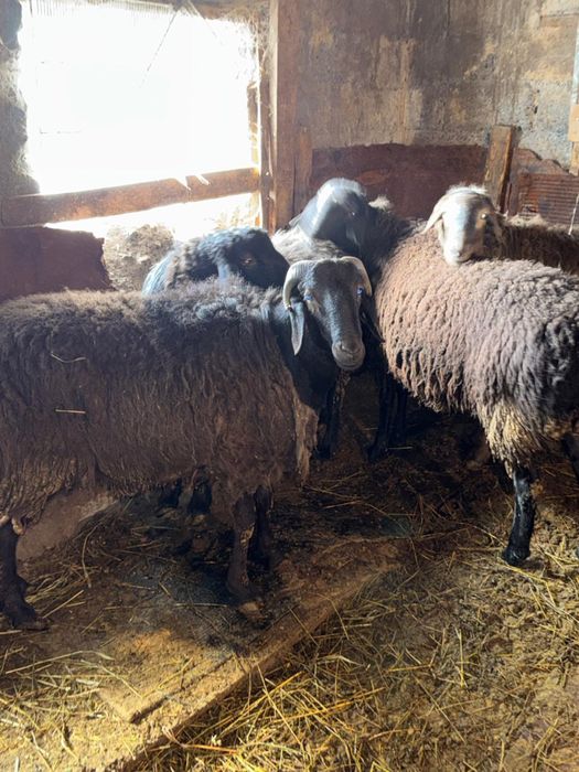 Продам бараны кошкары