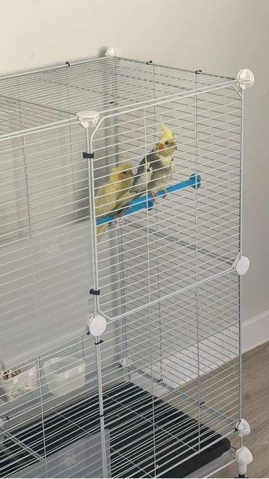 Попугай сатылады Корелла