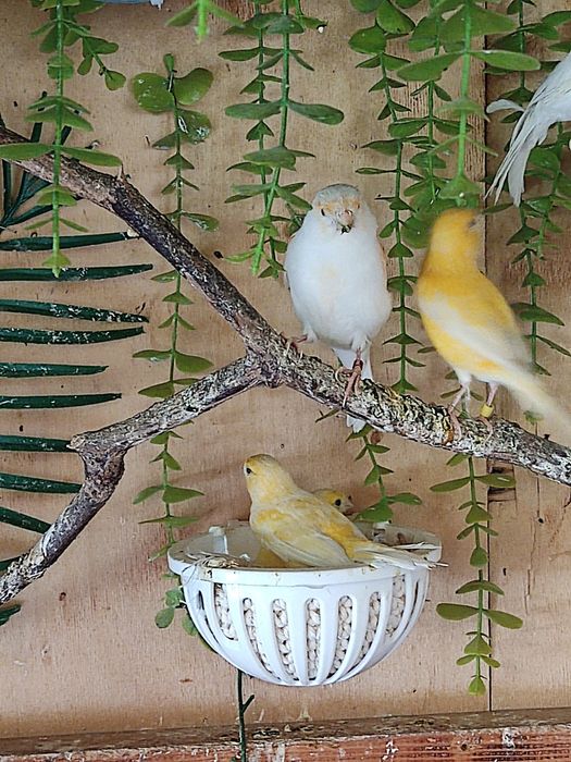 Канарейки самцы.