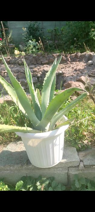 Цветы кактус в доме