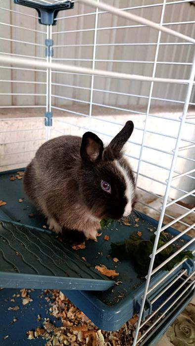 Декоративный кролик