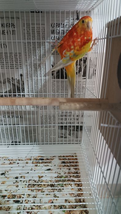 Певчие попугай Атласные