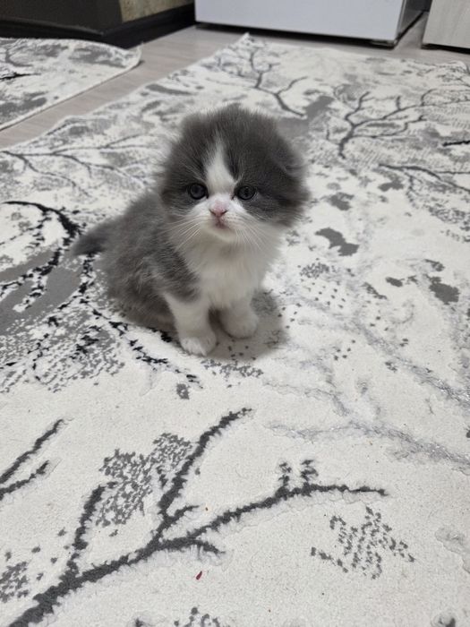 Красавец мальчик скотиш фолд