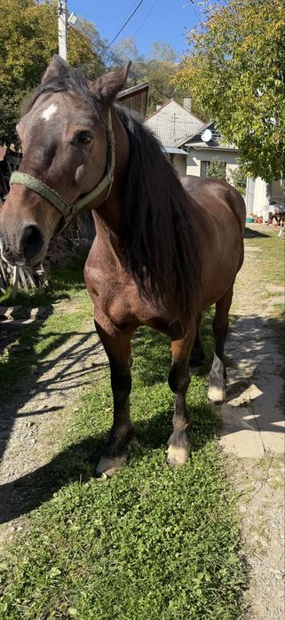 Vand cal mai multe detali la telefon