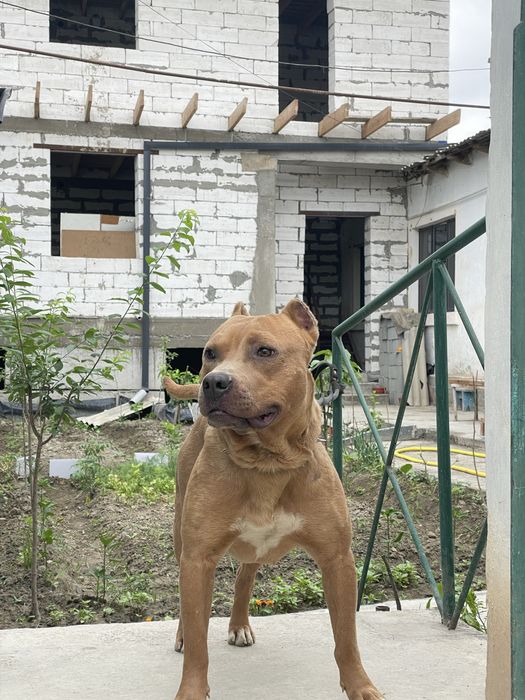 Pitbull мальчик 1,4года