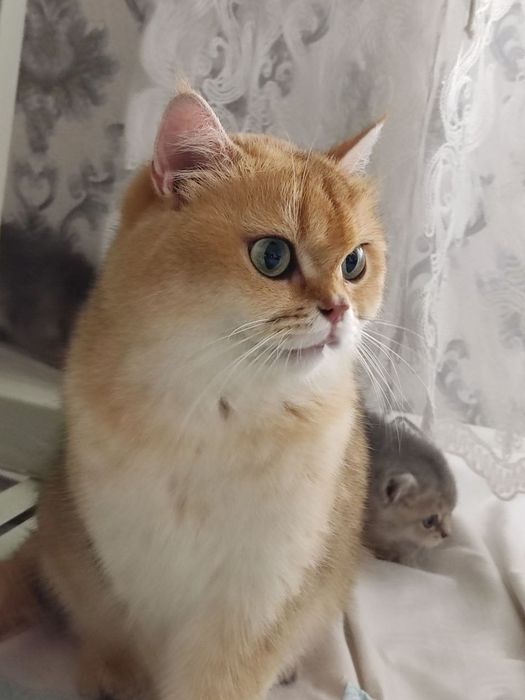 Продам  Пепельной шеншила