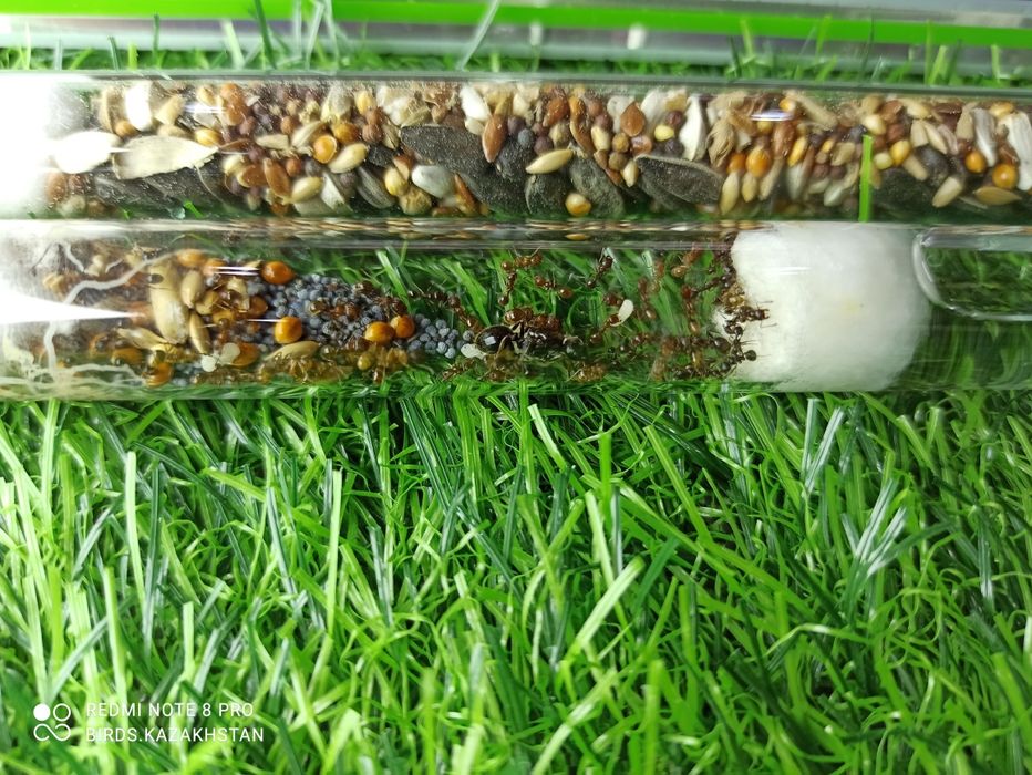 Профессиональная ферма для муравьев в Алматы