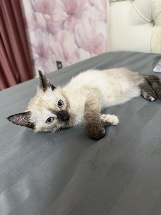 Котенок в добрые руки