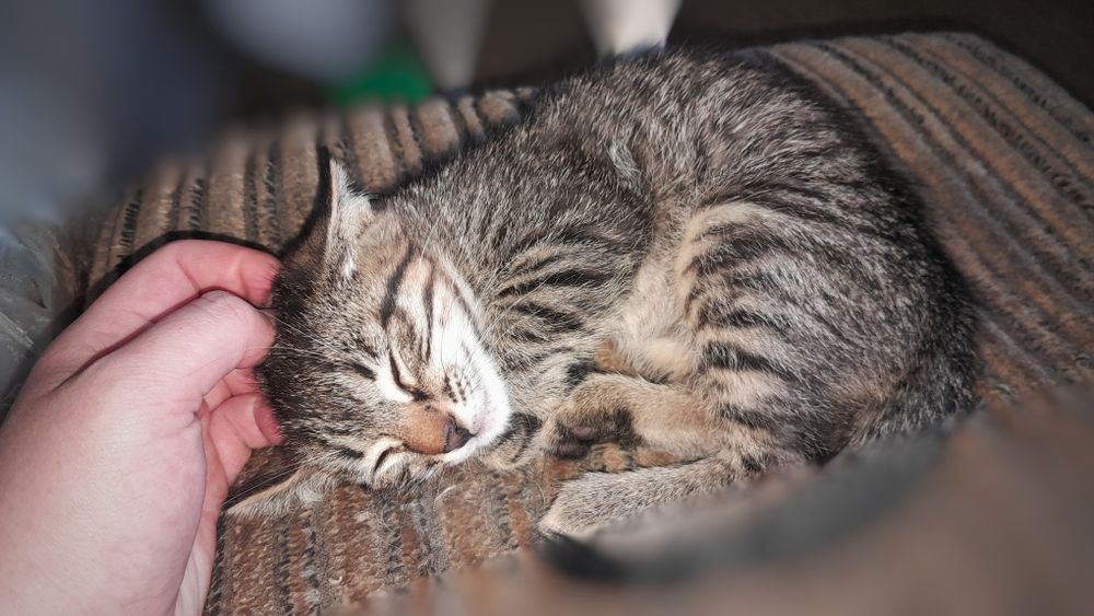 Отдам котенка-мальчик