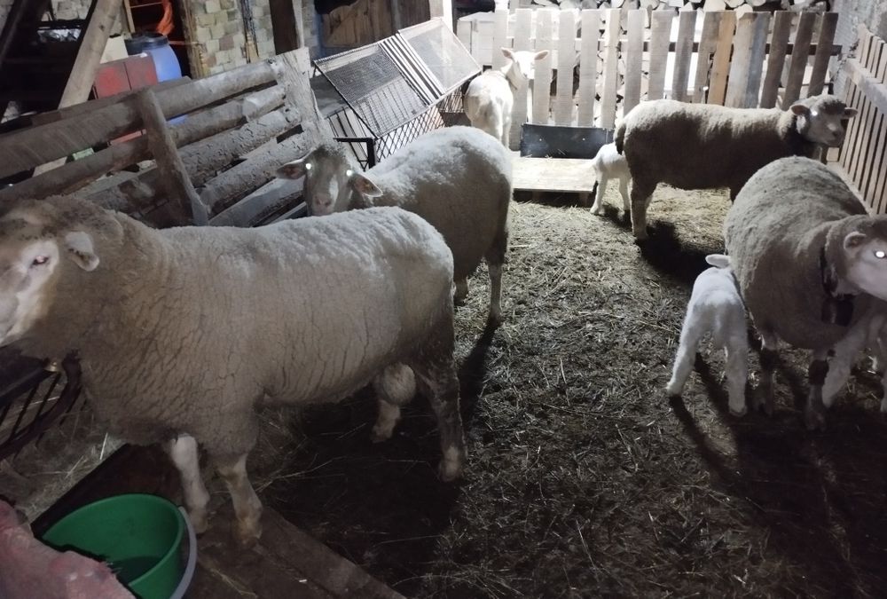 Продават се илдьо франс