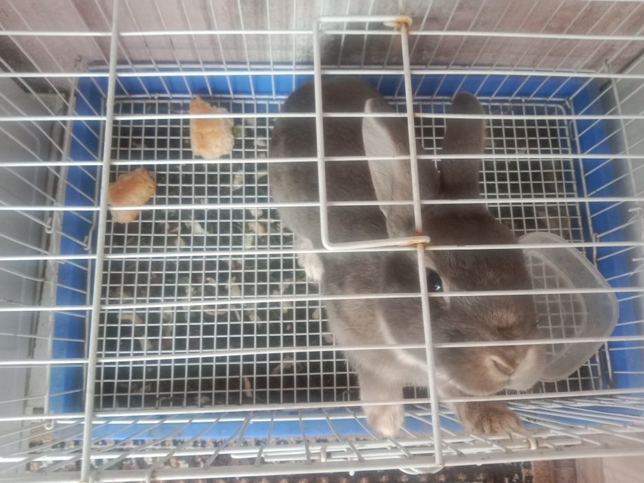 Продам кролика с клеткой