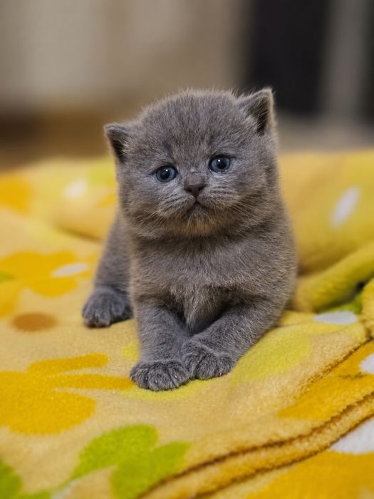 Продаются котята