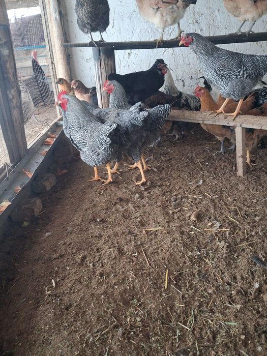 Кораздар сатылады