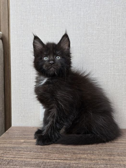 Продается игривая, активная, очень красивая кошечка породы Мейн - Кун