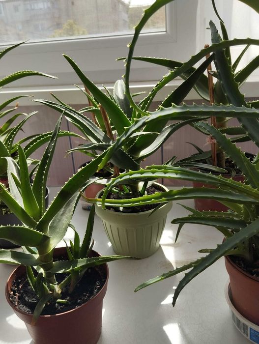 Plante Aloe Vera (1-3 ani) cu predare personală în Botoșani.