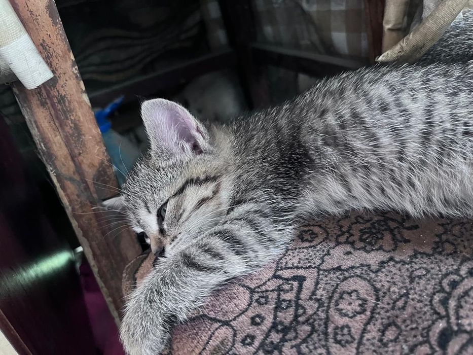 Красивые котята. Отдам в добрые руки