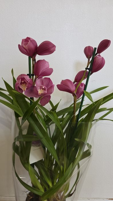 Орхидея Цимбидиум