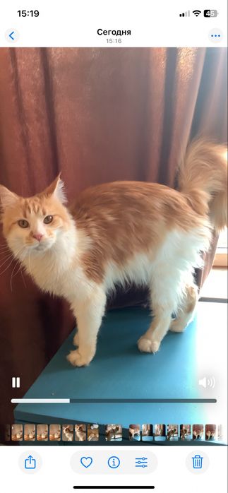 Девочка мейнкун с родословной