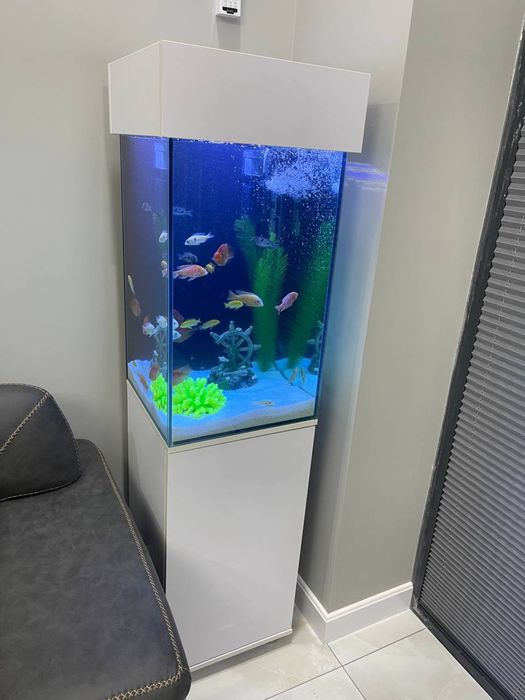 Akvarium tozalash va oʻrnatish va koʻchirish hizmati