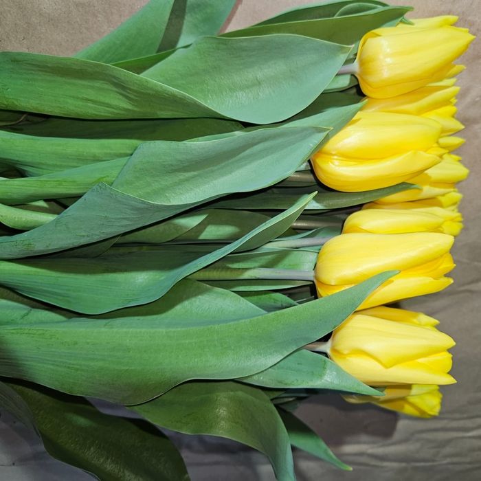 Тюльпаны Галанский оптом