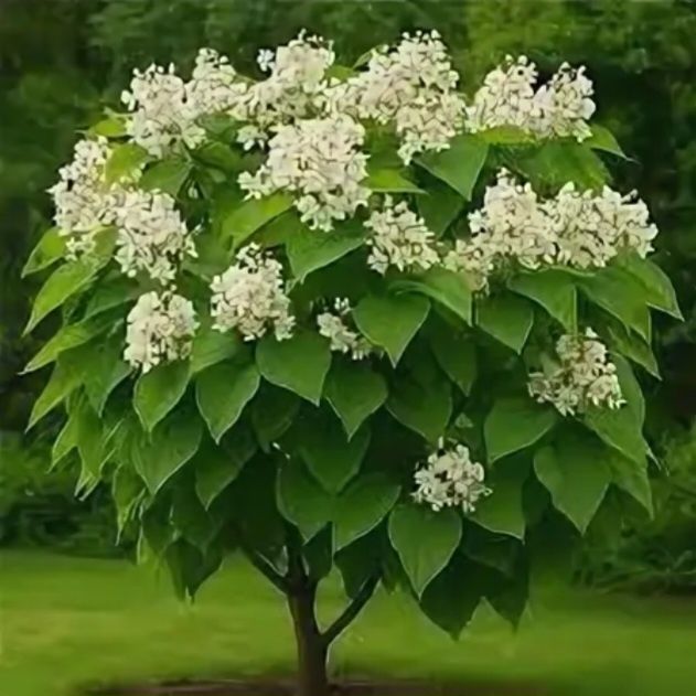 Саженцы Катальпы Дерево счастья