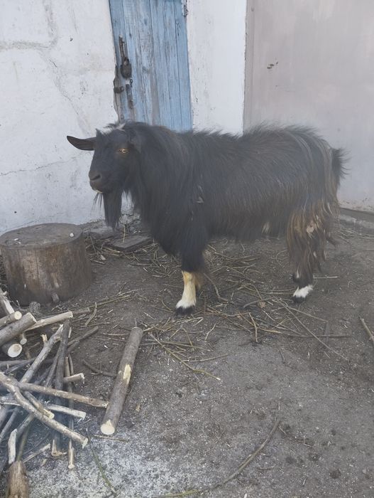 Козел производитель