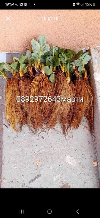 Разсад ягоди и малини