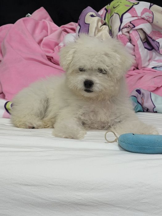 Bichon Frise de vânzare