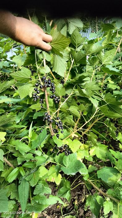 Кусты черной смородины