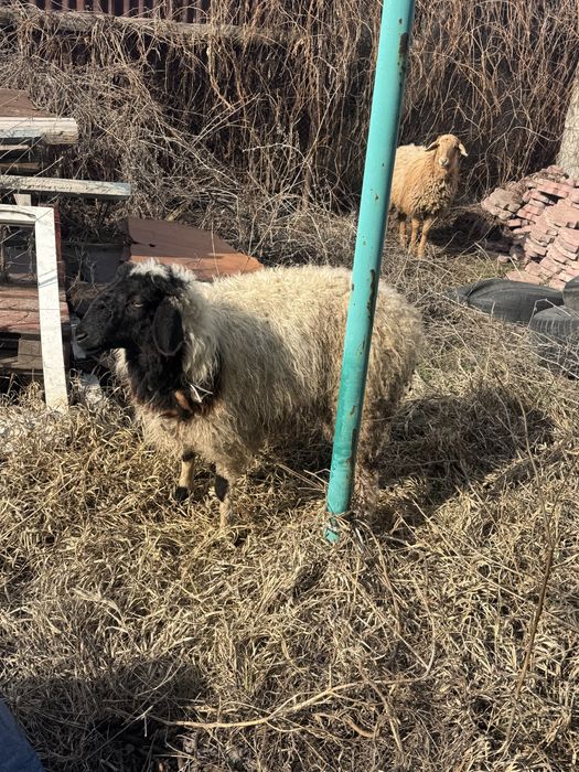 тоқтылар сатылады