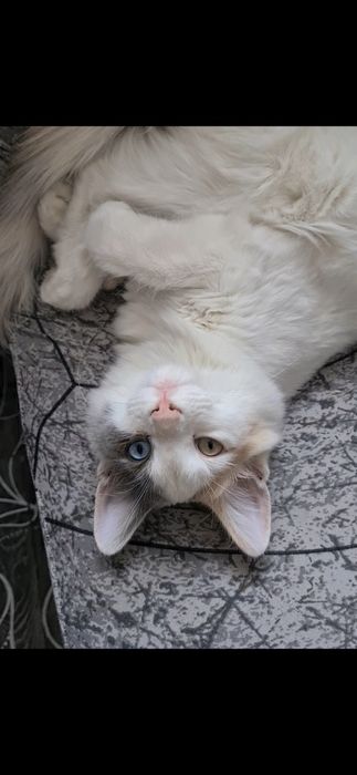 Кошка ищет жениха вязка