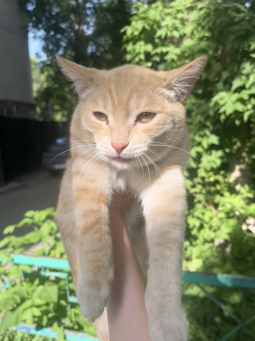 котенок ищет дом