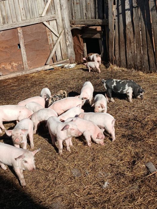 Набираю клиентов на поросят