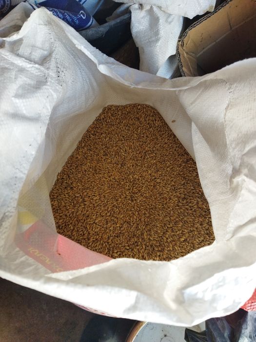 Продаются домашние яйца