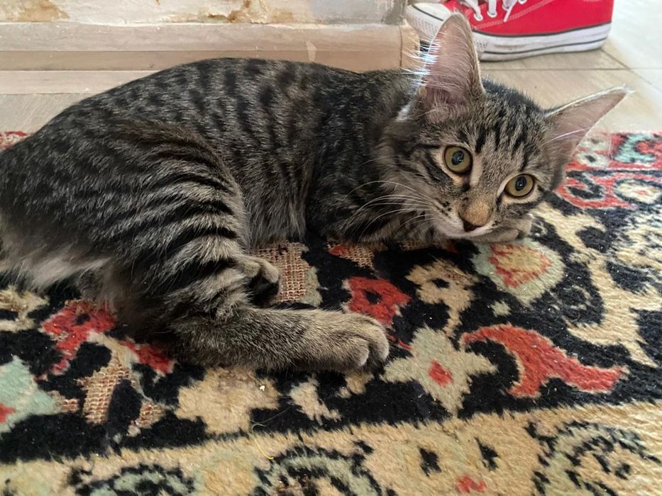 Котёнок подросток в добрые руки