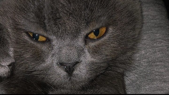 Породистая кошка