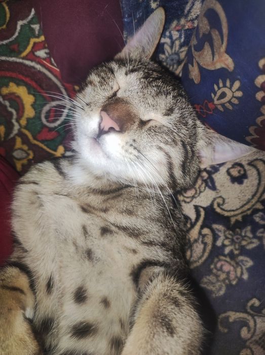 Mushuk sotiladi Yoshi 1 da