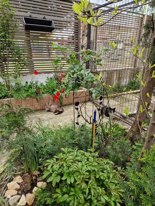 Puieti de tuia diferite marimi,smochin,tufa de coacaze,lacramioare