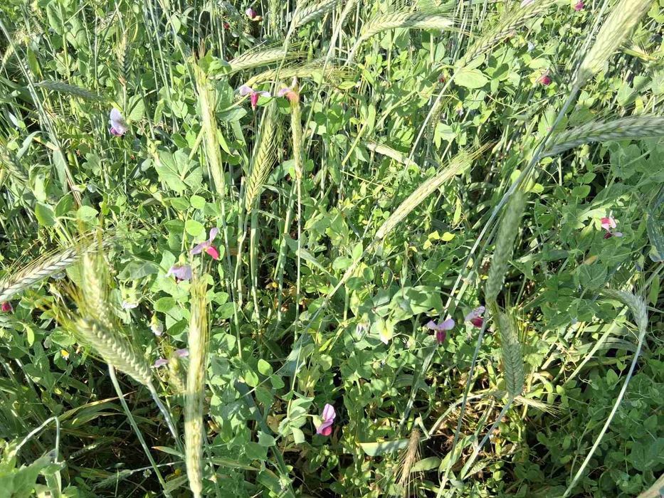 Продавам Фолирани бали смеска грах и тритикале- Сенаж