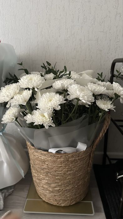 Цветы хризантема белый и синий