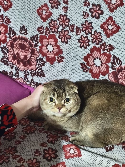 Отдадим даром в добрые хорошие руки