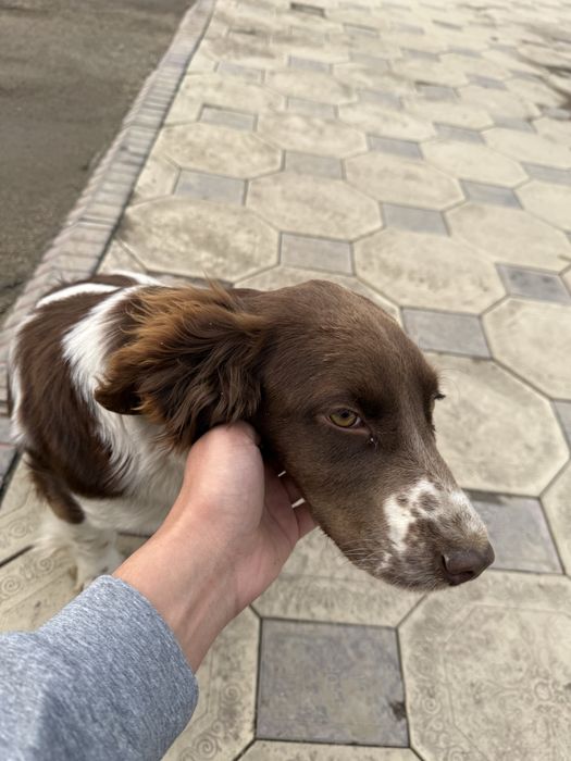 Спаниель продам.