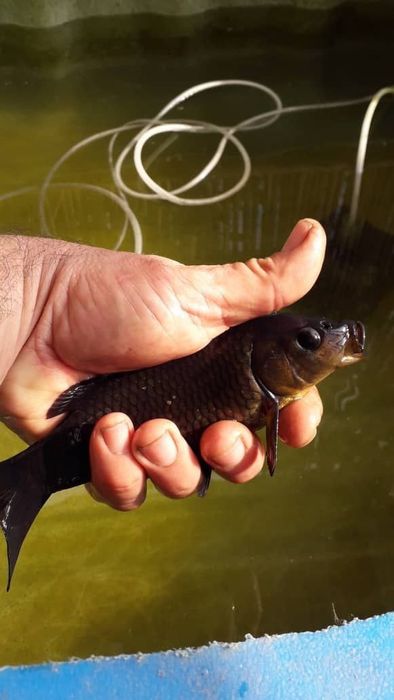 Продаются рыбы Кои, разных цветов