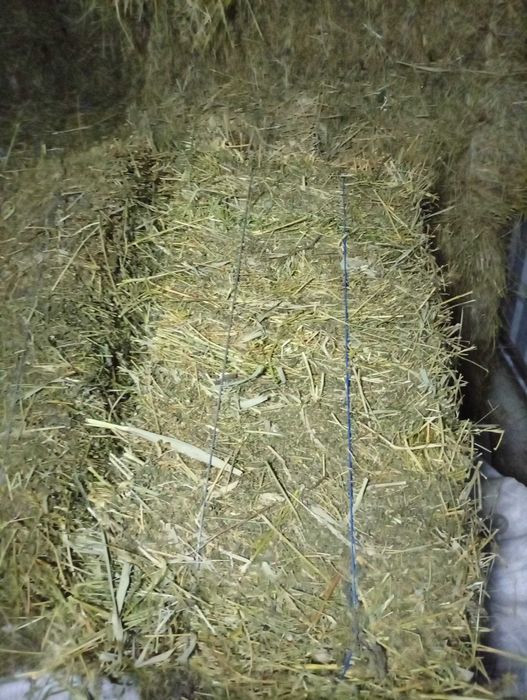 Vând baloți lucernă