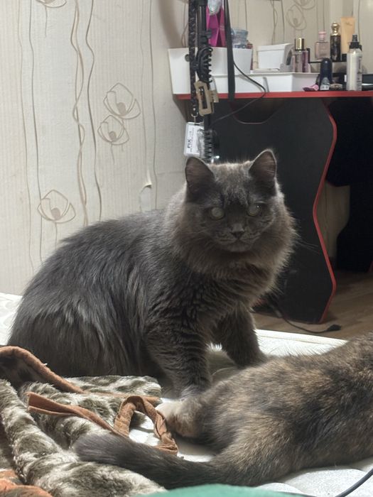 Отдам красивую кошечку