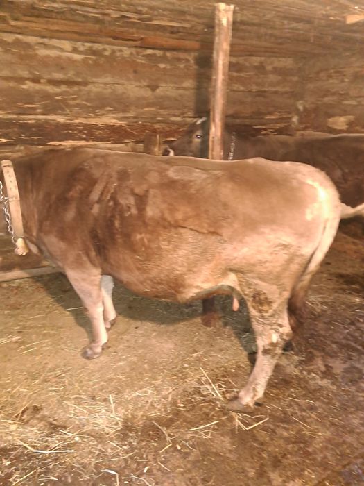 Vând vaca brună de maramures