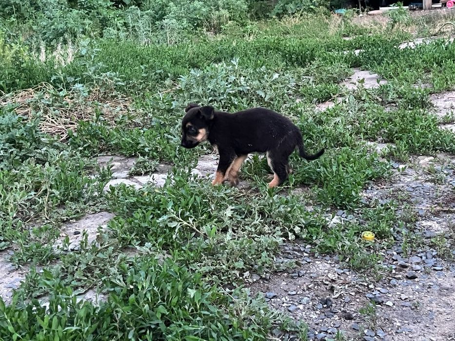 Продам щенки немецкий овчарка