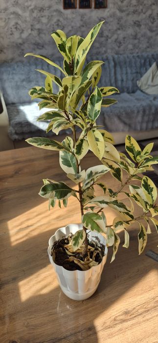 Фикус ретуза альбомаргината