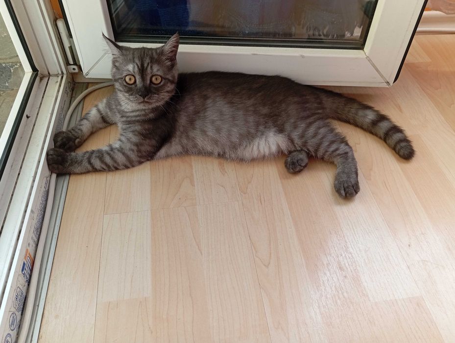 котка шотландска правоуха, цвят сиво тоби, пол- женски
